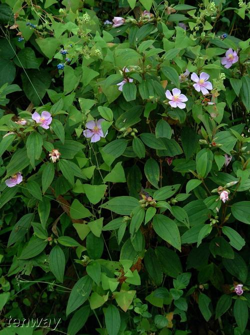 草莓吊兰的养殖方法和注意事项，草莓吊兰叶子发黑枯萎？