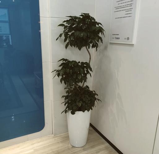 草莓吊兰的养殖方法和注意事项，草莓吊兰叶子发黑枯萎？-第2张图片-优品飞百科