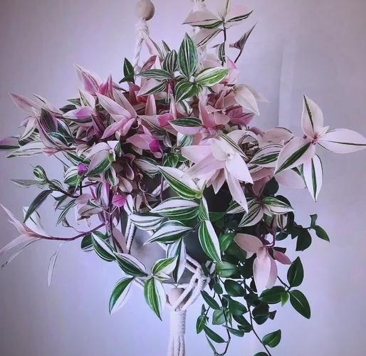 草莓吊兰的养殖方法和注意事项，草莓吊兰叶子发黑枯萎？-第3张图片-优品飞百科