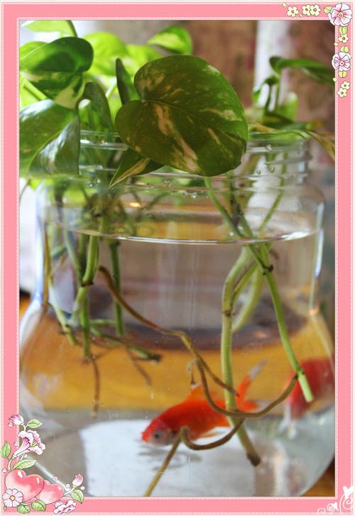 草莓吊兰的养殖方法和注意事项，草莓吊兰叶子发黑枯萎？-第4张图片-优品飞百科