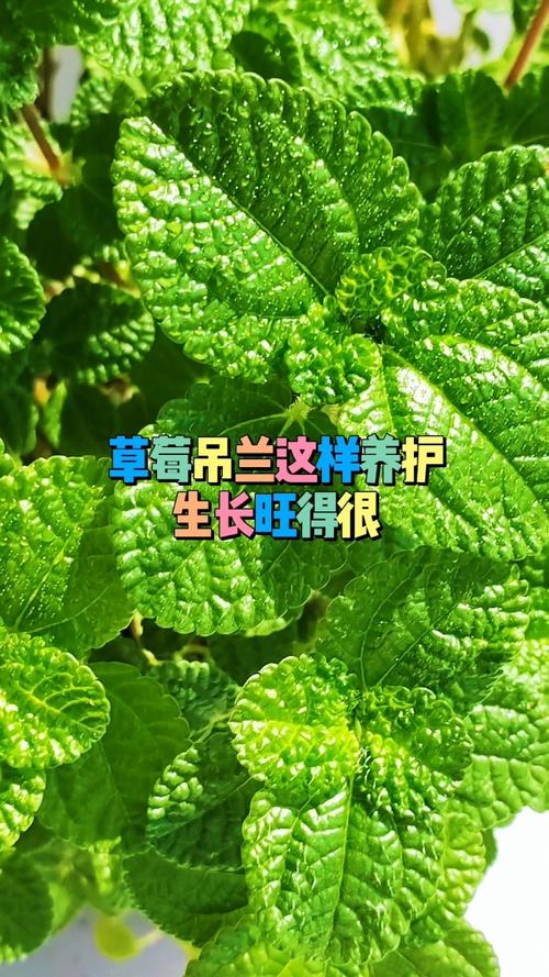 草莓吊兰的养殖方法和注意事项，草莓吊兰叶子发黑枯萎？-第5张图片-优品飞百科