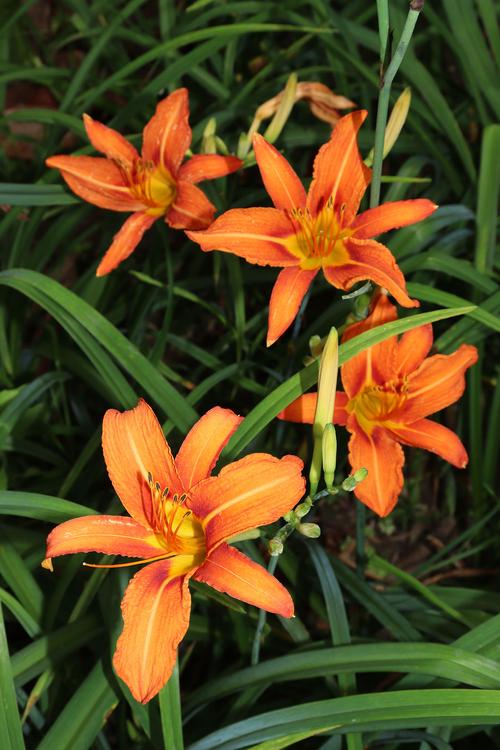 萱草花有毒吗，如何种植最科学，萱草花药用