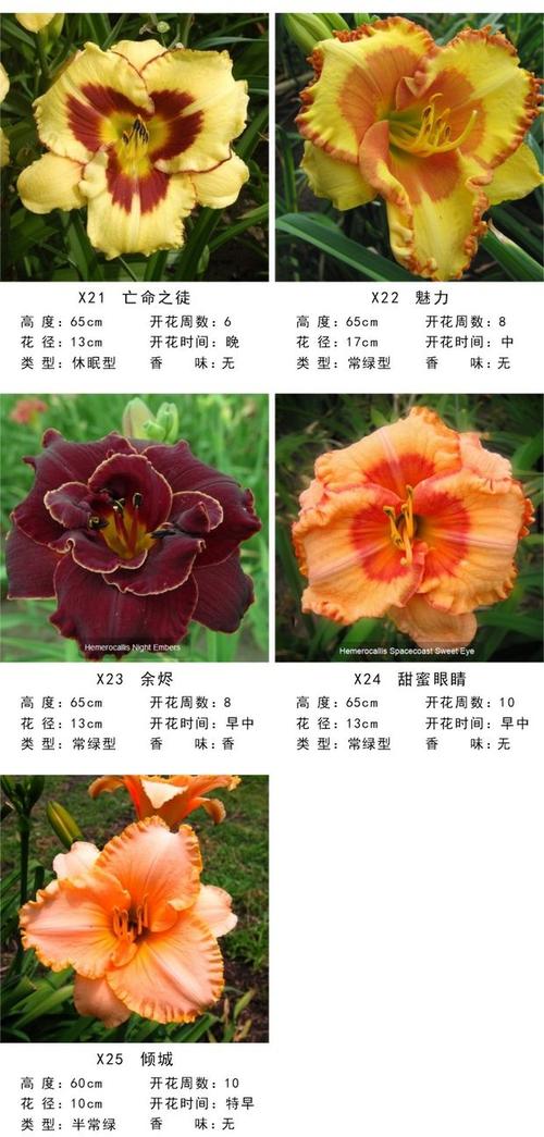 萱草花有毒吗,如何种植最科学,萱草花药用-第2张图片-优品飞百科 萱草花有毒吗,如何种植最科学,萱草花药用-第2张图片-优品飞百科