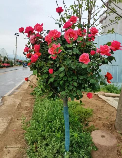 月季花树多少钱一棵,月季花树费用,月季树费用3_5公分-第1张图片-优品飞百科 月季花树多少钱一棵,月季花树费用,月季树费用3_5公分-第1张图片-优品飞百科