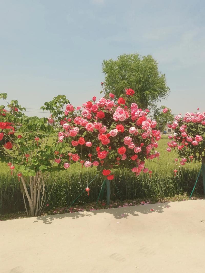 月季花树多少钱一棵,月季花树费用,月季树费用3_5公分-第2张图片-优品飞百科 月季花树多少钱一棵,月季花树费用,月季树费用3_5公分-第2张图片-优品飞百科