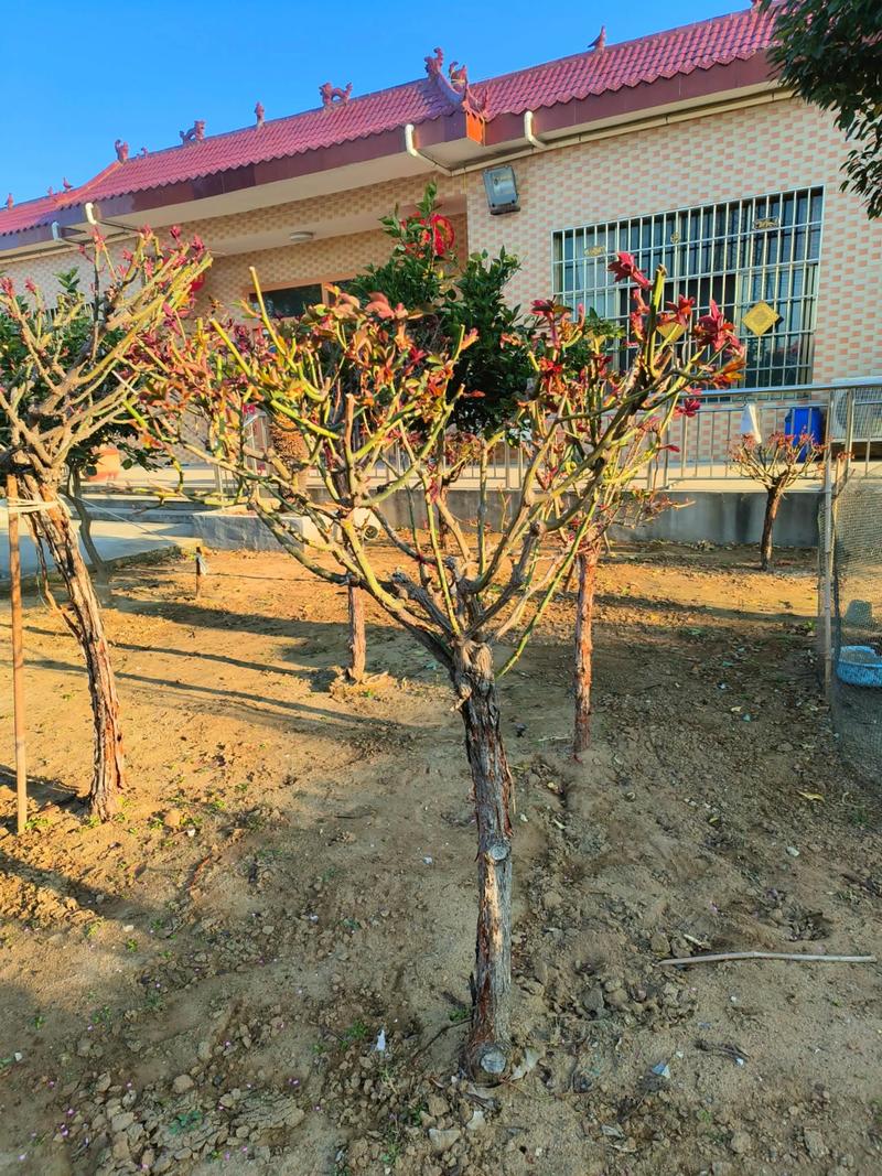 月季花树多少钱一棵,月季花树费用,月季树费用3_5公分-第3张图片-优品飞百科 月季花树多少钱一棵,月季花树费用,月季树费用3_5公分-第3张图片-优品飞百科