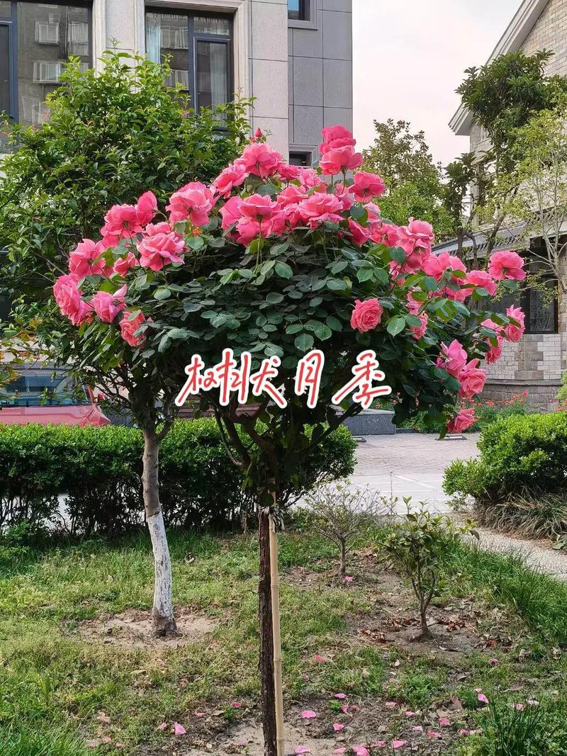 月季花树多少钱一棵,月季花树费用,月季树费用3_5公分-第4张图片-优品飞百科 月季花树多少钱一棵,月季花树费用,月季树费用3_5公分-第4张图片-优品飞百科