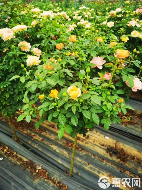 月季花树多少钱一棵,月季花树费用,月季树费用3_5公分-第5张图片-优品飞百科 月季花树多少钱一棵,月季花树费用,月季树费用3_5公分-第5张图片-优品飞百科