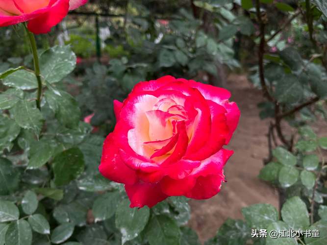 月季花树多少钱一棵,月季花树费用,月季树费用3_5公分-第6张图片-优品飞百科 月季花树多少钱一棵,月季花树费用,月季树费用3_5公分-第6张图片-优品飞百科