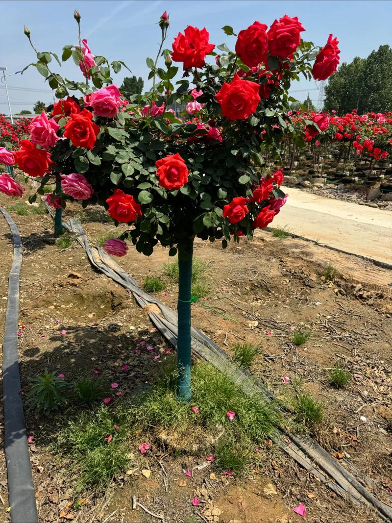 月季花树多少钱一棵,月季花树费用,月季树费用3_5公分-第7张图片-优品飞百科 月季花树多少钱一棵,月季花树费用,月季树费用3_5公分-第7张图片-优品飞百科