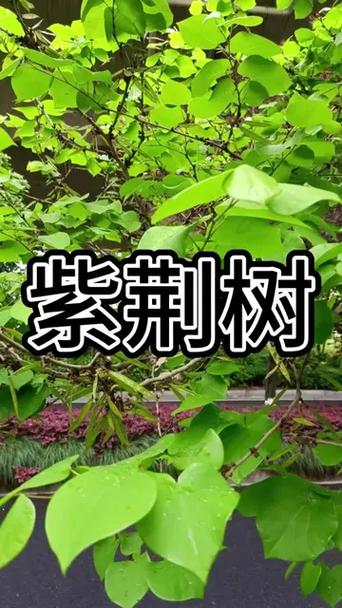紫荆花会结果吗，紫荆花的介绍，紫荆花会结果子吗？