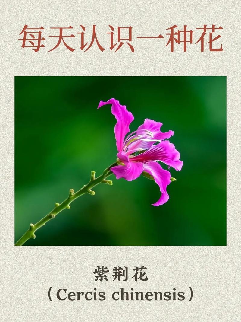 紫荆花会结果吗,紫荆花的介绍,紫荆花会结果子吗?-第3张图片-优品飞百科 紫荆花会结果吗,紫荆花的介绍,紫荆花会结果子吗?-第3张图片-优品飞百科