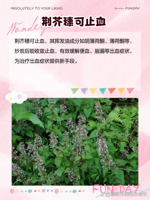 荆芥穗的功效与作用，中药荆芥穗的功效与作用？-第1张图片-优品飞百科