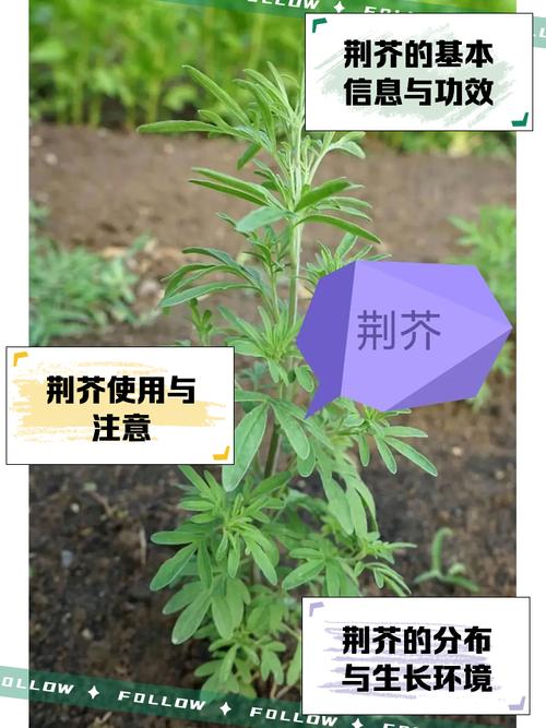 荆芥穗的功效与作用，中药荆芥穗的功效与作用？-第2张图片-优品飞百科
