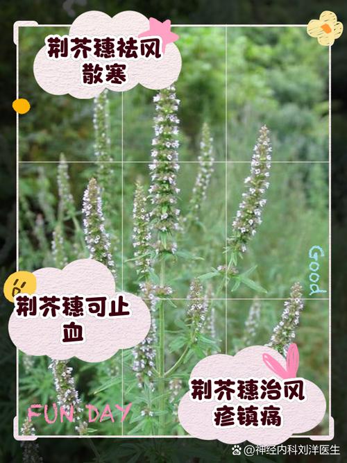 荆芥穗的功效与作用，中药荆芥穗的功效与作用？-第3张图片-优品飞百科