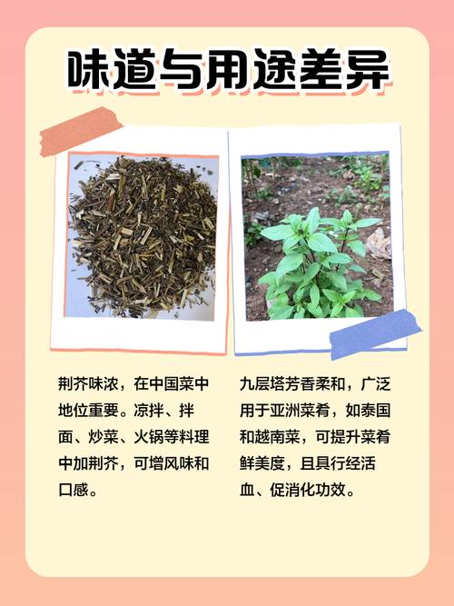 荆芥穗的功效与作用，中药荆芥穗的功效与作用？-第6张图片-优品飞百科