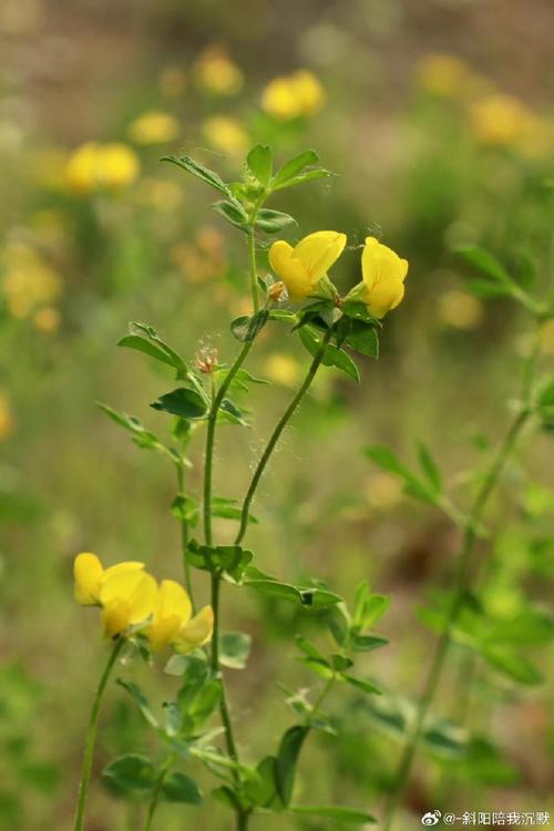 百脉根有哪些价值，百脉根形态特征-第1张图片-优品飞百科
