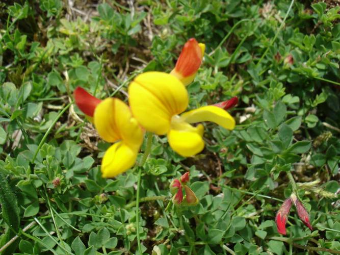 百脉根有哪些价值，百脉根形态特征-第2张图片-优品飞百科