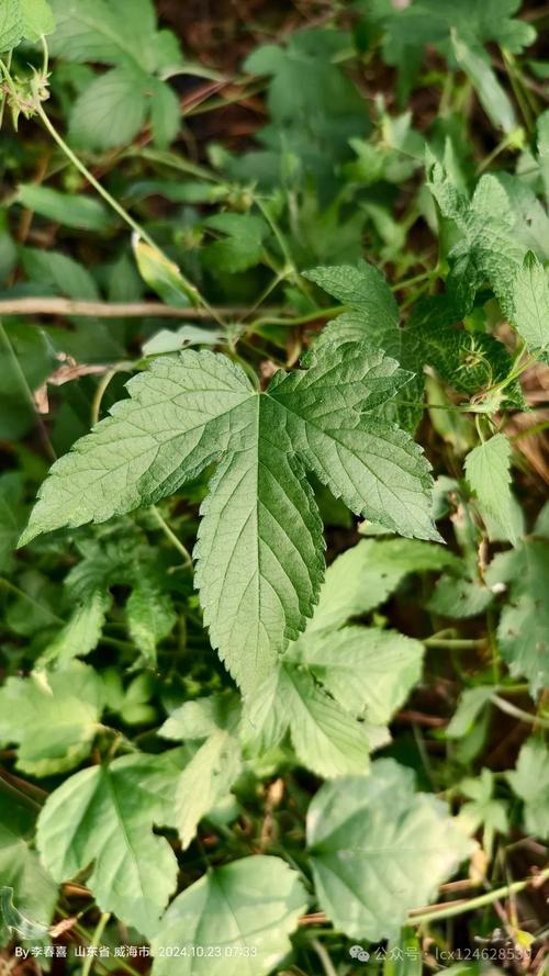 百脉根有哪些价值，百脉根形态特征-第3张图片-优品飞百科
