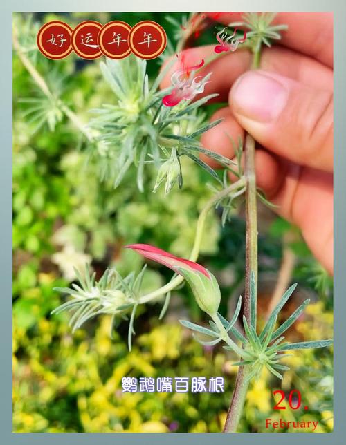 百脉根有哪些价值，百脉根形态特征-第4张图片-优品飞百科