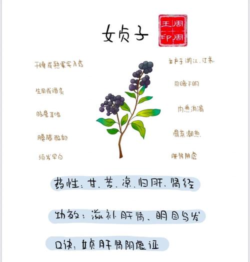 女贞有什么价值作用？女贞有什么药用价值？-第1张图片-优品飞百科