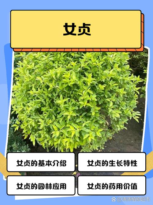 女贞有什么价值作用？女贞有什么药用价值？-第2张图片-优品飞百科