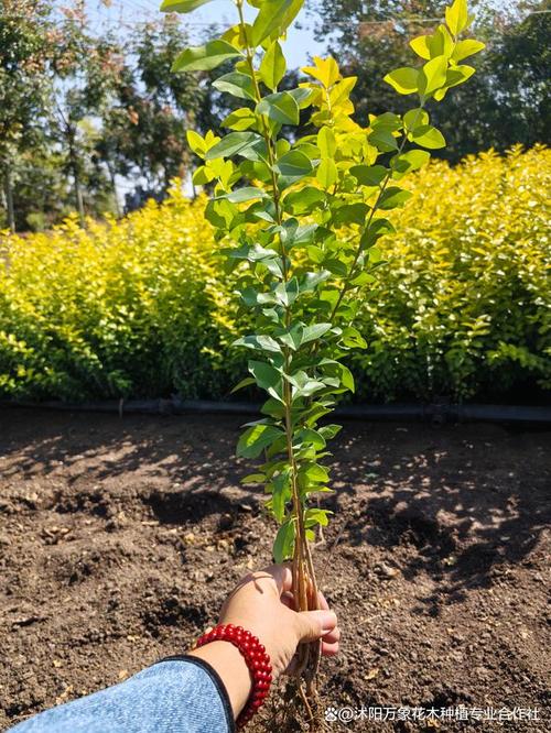 女贞有什么价值作用？女贞有什么药用价值？-第3张图片-优品飞百科