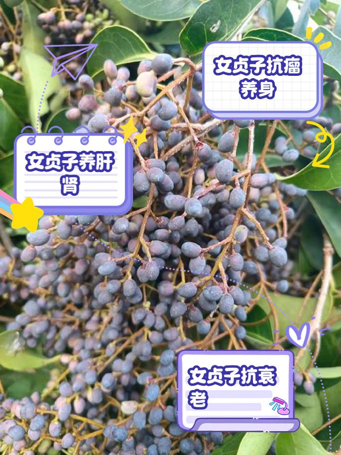 女贞有什么价值作用？女贞有什么药用价值？-第4张图片-优品飞百科