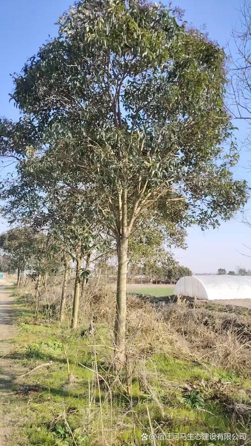 女贞有什么价值作用？女贞有什么药用价值？-第5张图片-优品飞百科