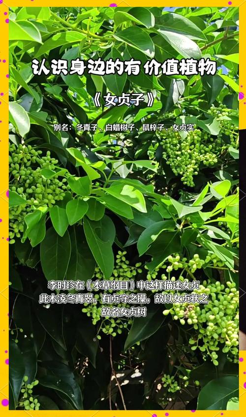 女贞有什么价值作用？女贞有什么药用价值？-第6张图片-优品飞百科