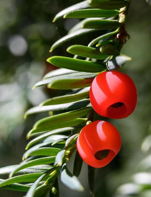 红豆杉果实能吃吗,是否有毒?,红豆杉果实能食用吗-第2张图片-优品飞百科 红豆杉果实能吃吗,是否有毒?,红豆杉果实能食用吗-第2张图片-优品飞百科