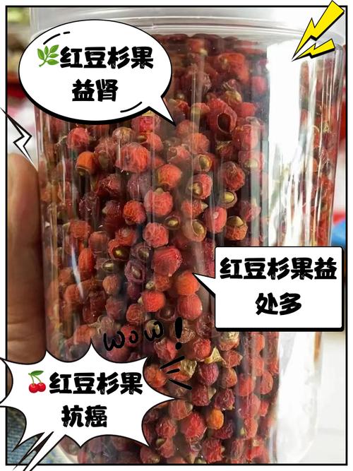 红豆杉果实能吃吗,是否有毒?,红豆杉果实能食用吗-第4张图片-优品飞百科 红豆杉果实能吃吗,是否有毒?,红豆杉果实能食用吗-第4张图片-优品飞百科