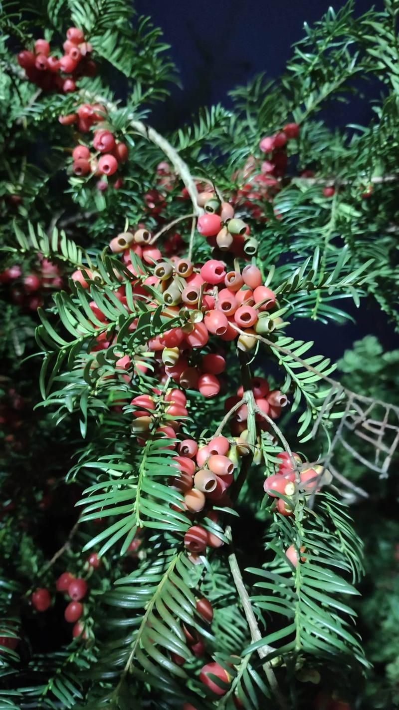 红豆杉果实能吃吗,是否有毒?,红豆杉果实能食用吗-第5张图片-优品飞百科 红豆杉果实能吃吗,是否有毒?,红豆杉果实能食用吗-第5张图片-优品飞百科