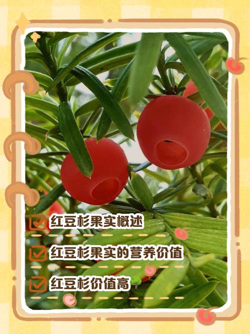 红豆杉果实能吃吗,是否有毒?,红豆杉果实能食用吗-第6张图片-优品飞百科 红豆杉果实能吃吗,是否有毒?,红豆杉果实能食用吗-第6张图片-优品飞百科
