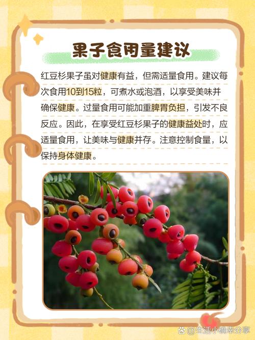 红豆杉果实能吃吗,是否有毒?,红豆杉果实能食用吗-第7张图片-优品飞百科 红豆杉果实能吃吗,是否有毒?,红豆杉果实能食用吗-第7张图片-优品飞百科