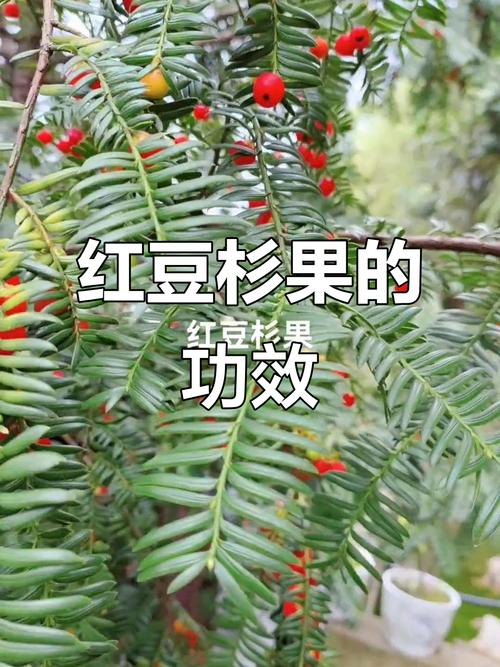 红豆杉果实能吃吗,是否有毒?,红豆杉果实能食用吗-第8张图片-优品飞百科 红豆杉果实能吃吗,是否有毒?,红豆杉果实能食用吗-第8张图片-优品飞百科