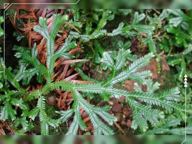 石刁柏的功效与作用，石刁柏的功效与作用禁忌-第3张图片-优品飞百科