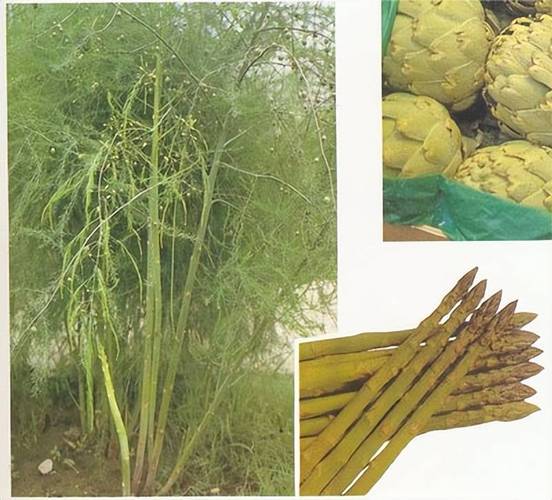 石刁柏的功效与作用，石刁柏的功效与作用禁忌-第4张图片-优品飞百科