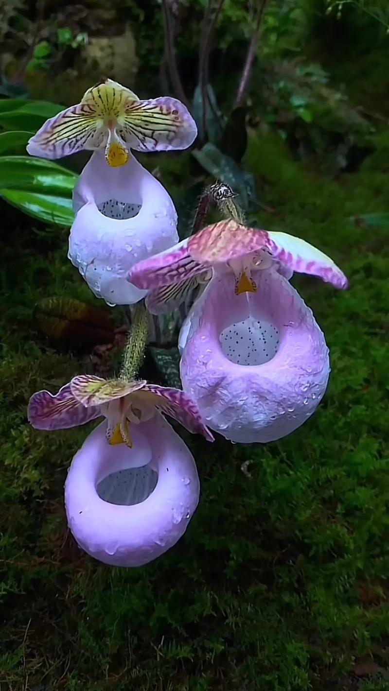 前十最漂亮的花，前十最漂亮的花简笔画-第1张图片-优品飞百科