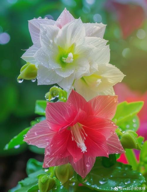 前十最漂亮的花，前十最漂亮的花简笔画-第2张图片-优品飞百科