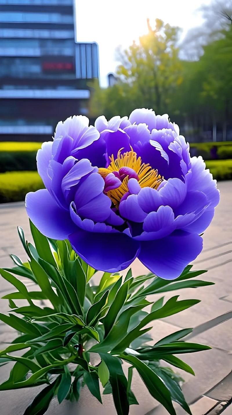 前十最漂亮的花，前十最漂亮的花简笔画-第3张图片-优品飞百科