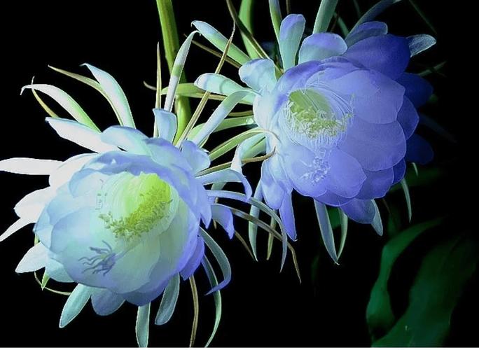 前十最漂亮的花，前十最漂亮的花简笔画-第7张图片-优品飞百科