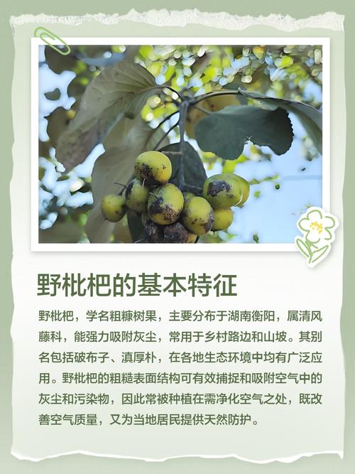 枇杷果的养殖方法,枇杷果的养殖方法和管理?-第1张图片-优品飞百科 枇杷果的养殖方法,枇杷果的养殖方法和管理?-第1张图片-优品飞百科