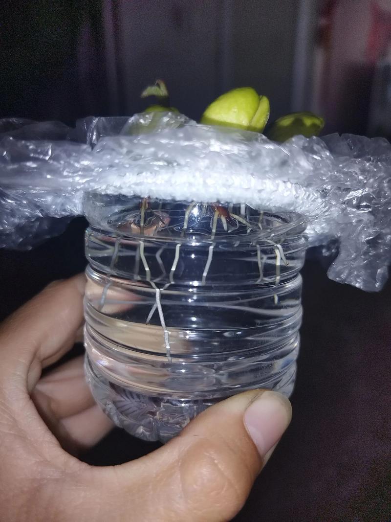 枇杷果的养殖方法,枇杷果的养殖方法和管理?-第4张图片-优品飞百科 枇杷果的养殖方法,枇杷果的养殖方法和管理?-第4张图片-优品飞百科