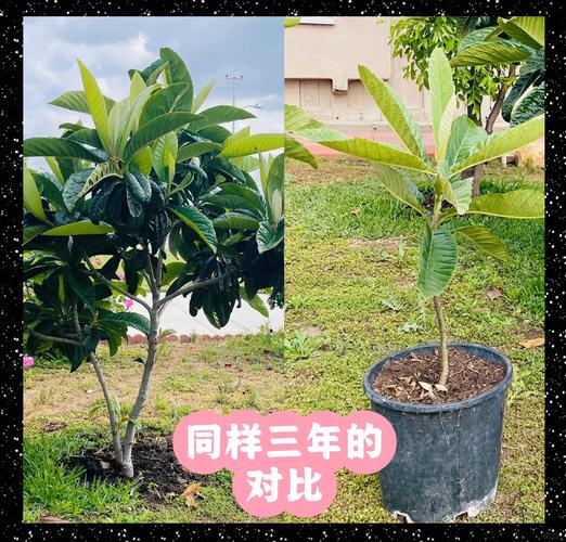 枇杷果的养殖方法,枇杷果的养殖方法和管理?-第5张图片-优品飞百科 枇杷果的养殖方法,枇杷果的养殖方法和管理?-第5张图片-优品飞百科