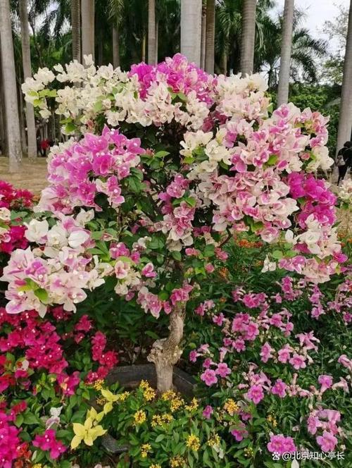 珠海适合养什么花，市花和市树是什么？珠海适合种什么花？-第1张图片-优品飞百科