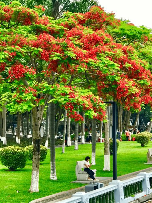 珠海适合养什么花，市花和市树是什么？珠海适合种什么花？-第2张图片-优品飞百科