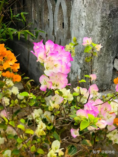 珠海适合养什么花，市花和市树是什么？珠海适合种什么花？-第3张图片-优品飞百科