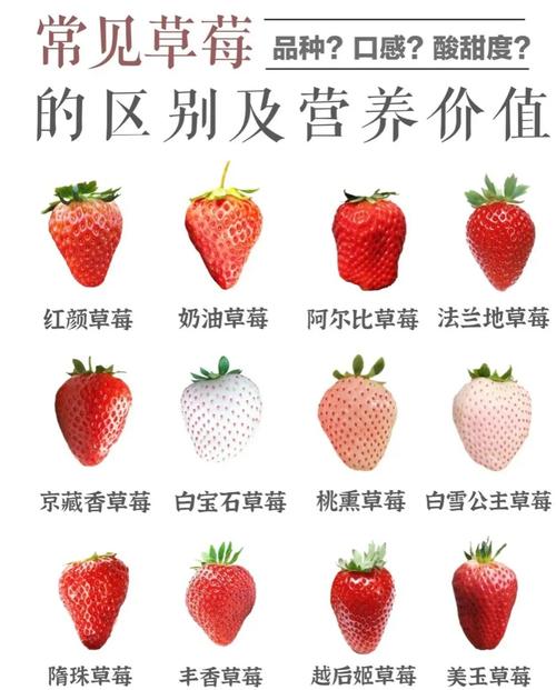 草莓什么时候成熟，几月份成熟，草莓什么时候成熟,几月份成熟？-第2张图片-优品飞百科