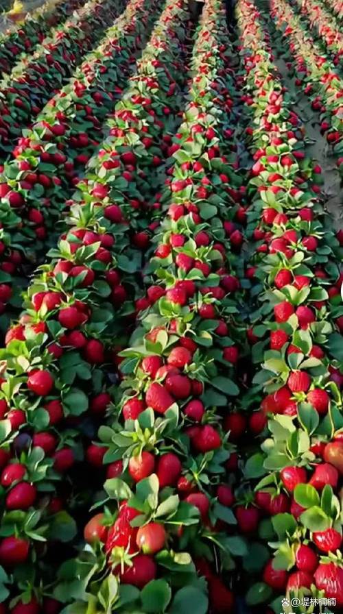 草莓什么时候成熟，几月份成熟，草莓什么时候成熟,几月份成熟？-第3张图片-优品飞百科